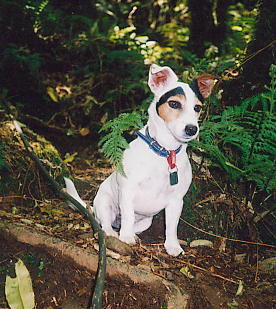 Mindy ... the Jack Russel Terrier 